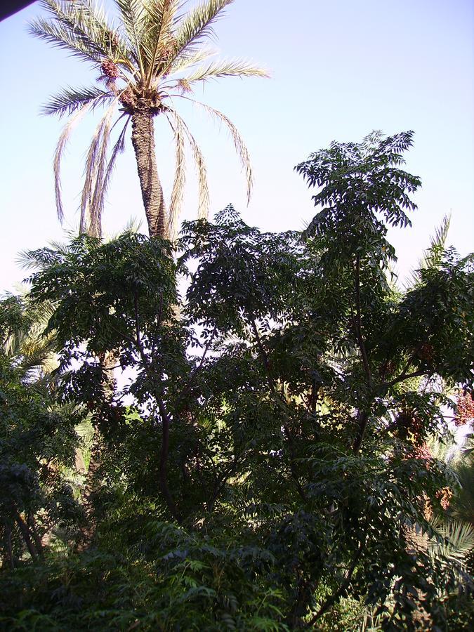 Appart Avec Vue Jardin/Majorelle Marrakesh Exteriör bild